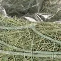 Herzschale Pflanzgefäß Naturgras mit Folie 38cm Grün | Floristik21.de