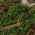 Pflanzschiffchen Reben Moos Schale für Floristik Dekoration | Floristik21.de