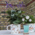 Floristik21 Pflanztasse Emaille Tasse zum Bepflanzen Blumen Ø11cm