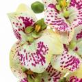 Floristik21 Künstlicher Orchideenzweig Phaelaenopsis Grün Pink H49cm