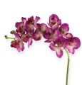 Floristik21 Orchidee Phalaenopsis Lila-Creme 62cm