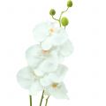 Floristik21 Orchidee Phalaenopsis künstlich Weiß 80cm