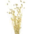 Floristik21 Phalaris-Gras, Trockenblumen-Bund, Glanzgras getrocknet, gebleicht L30–60cm 50g