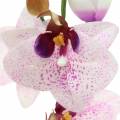 Floristik21 Künstliche Orchidee Phaleanopsis Weiß, Lila 43cm