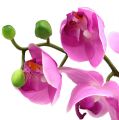 Floristik21 Orchidee Phalaenopsis Pink 77cm