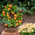 Physalis Kranz künstlich Orange, Grün Ø28cm Herbstdeko | Floristik21.de