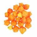Floristik21 Physalis Orange Sortiert 22St Deko-Blütenkelche künstlich
