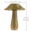 Floristik21 Pilz Mangoholz Gold, Natur Deko Pilze groß Ø12cm H15cm 2St