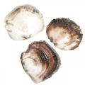 Capiz-Muscheln, natürliche Muschelschalen, Naturartikel Perlmuttfarben, Violett 4–16cm 430g