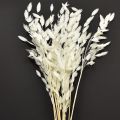 Floristik21 Elegantes Plattährengras Weiß 70cm - Trockengras Dekoration für Hotel & Gastronomie
