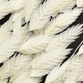 Elegantes Plattährengras Weiß 70cm - Trockengras Dekoration für Hotel & Gastronomie | Floristik21.de