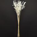 Elegantes Plattährengras Weiß 70cm - Trockengras Dekoration für Hotel & Gastronomie | Floristik21.de