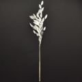 Elegantes Plattährengras Weiß 70cm - Trockengras Dekoration für Hotel & Gastronomie | Floristik21.de
