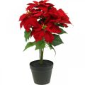 Floristik21 Künstlicher Weihnachtsstern Rot Kunstblumen im Topf H53cm