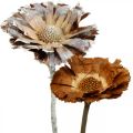 Floristik21 Exoten Mix Protea Rosette Natur, Weiß gewaschen Trockenblume 9St