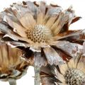 Floristik21 Exoten Mix Protea Rosette Natur, Weiß gewaschen Trockenblume 9St
