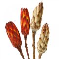 Floristik21 Protea Mix, Trockenblumen Respens Natur/Rot 13St