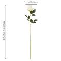 Kunstblume Rose Weiß Langer Stiel 62cm 12 Stück | Floristik21.de