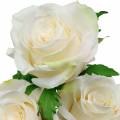 Floristik21 Weiße Rose am Stiel, Seidenblume, künstliche Rose 3St