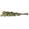 Floristik21 Trockenblume Rose, Valentinstag, Trockenfloristik, rustikale Deko-Rosen Gelb-Violett L45–50cm 5St