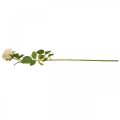 Floristik21 Rose Cremefarben, Seidenblume, künstliche Rose L74cm Ø7cm