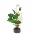 Floristik21 Rose im Glas Weiß H23cm