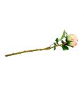 Floristik21 Rose künstlich Creme-Rosa Ø9cm L45cm 1St