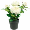 Floristik21 Pfingstrose im Topf, Romantische Deko-Rose, Seidenblume Cremeweiß