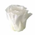 Konservierte Rosen Medium Ø4-4,5cm Weiß 8St