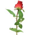 Floristik21 Rosenzweig Seidenblume Künstliche Rose Rot 72cm