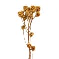 Floristik21 Salignum Zweig Hell Leucadendron Blüten am Zweig 25St