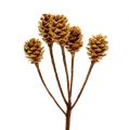 Floristik21 Salignum hell 4-6 Blüten am Zweig Leucadendron 100St