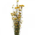 Floristik21 Bund Currystrauch, Trockenblume Gelb, Sonnengold, Italienische Strohblume L58cm 45g
