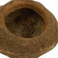 Paradiesnuss Pflanztopf Natur Sapucaia Ø14cm H10cm 3 St | Floristik21.de