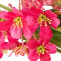 Künstlicher Blütenzweig Oncidium Orchidee 112 cm Pink Grün 3er Set | Floristik21.de