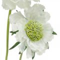 Floristik21 Skabiose Kunstblume Weiß Gartenblume H64cm Bund mit 3St