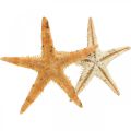 Floristik21 Seesterne Streudeko Home Deko, Natur, Starfish Mini 2-4cm 50St