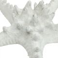 Floristik21 Seesterne Deko groß getrocknet Weiß Noppenseestern 15-18cm 10St