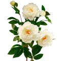 Floristik21 Seidenblume Pfingstrose künstlich Creme Weiß 135cm