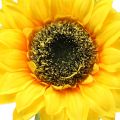 Floristik21 Sonnenblume künstlich für Dekoration Ø15cm