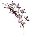Floristik21 Spinnenorchideen Brassia Lila 108cm 3St