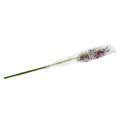 Floristik21 Spinnenorchideen Brassia Lila 108cm 3St