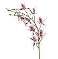 Floristik21 Spinnenorchideen Brassia Pink-Weiß 108cm 3St