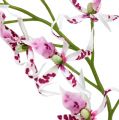 Floristik21 Spinnenorchideen Brassia Pink-Weiß 108cm 3St