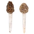 Floristik21 Künstlicher Morchel-Pilz Stecker Keramik 13cm Braun 2 Stück