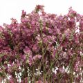 Floristik21 Statice, Strandflieder, Trockenblume, Wildblumen-Bund Pink L52cm 23g