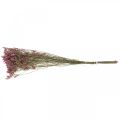 Floristik21 Statice, Strandflieder, Trockenblume, Wildblumen-Bund Pink L52cm 23g