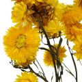 Floristik21 Trockenblume Gelb Strohblume Helichrysum Trockendeko Bund 50cm 45g