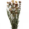 Floristik21 Strohblume Gelb, Rot getrocknet Helichrysum Trockenblume 50cm 60g