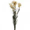 Floristik21 Trockendeko Strohblume Creme Helichrysum getrocknet 50cm 30g
